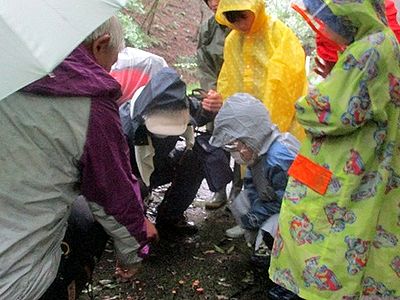 写真:雨の中かっぱを着てキノコ探しをする参加者たち