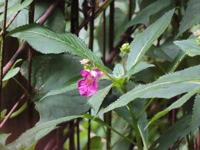 写真:赤紫色が目立つツリフネソウの花