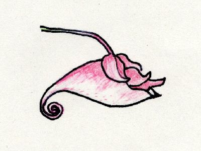 イラスト:花の枝が花の上から出ている