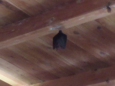 写真：天井からぶら下がっているコウモリ