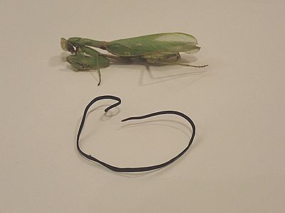 写真：カマキリとハリガネムシ
