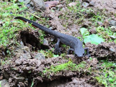 写真：土の上にいるアカハライモリ