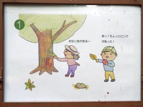 写真:ボードの裏には木の幹や葉っぱtp色比べをする