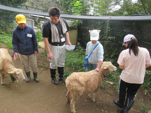 ヒツジと触れ合う写真