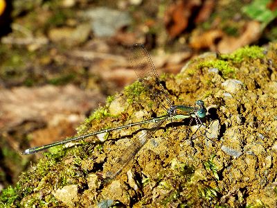 写真：金緑色の体に青い目のオオアオイトトンボ