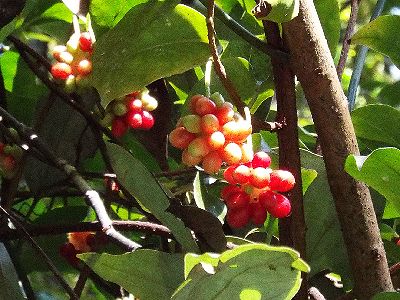 写真:木に巻き付いたつる植物から和菓子のかのこの様な赤い実がぶら下がっている