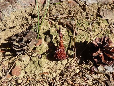 写真:マツボックリが小動物に食べられて、エビフライの形にそっくりになっている。