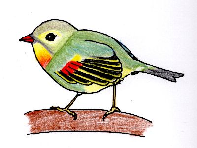 イラスト：緑と黄と赤色でカラフルな鳥