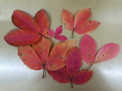 写真：落葉したメグスリノキの葉を拾い集めたもの