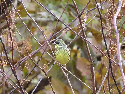 写真:枝に止まる黄色い小鳥