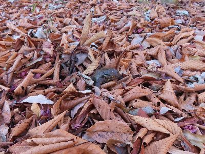 写真：たくさんの落ち葉に埋もれながら歩くアズマヒキガエル
