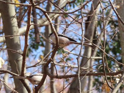 写真:木々の間を素早く行き交うエナガ