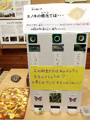 写真:ビー玉を入れて答えがわかる工夫がされている箱型のクイズ