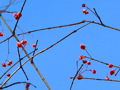写真:青空に映えるマユミの実