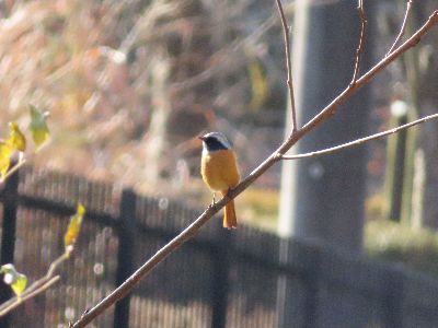 写真:木に止まるジョウビタキ