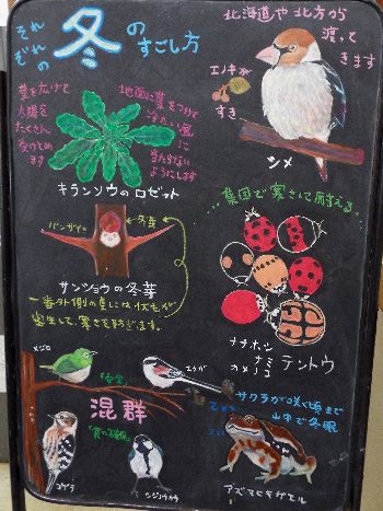 写真:黒板に描かれた、鳥や虫の絵
