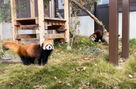 写真:ライムとフラン