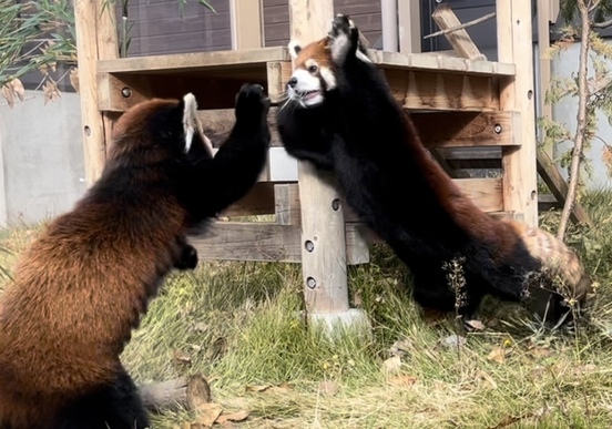 写真:ライムに飛びかかるフラン