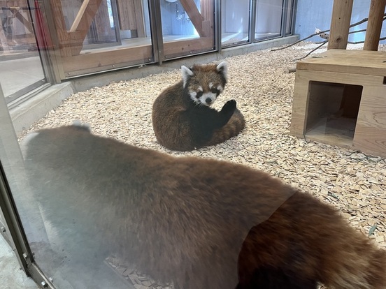 写真:タオタオを凝視するかずのこ