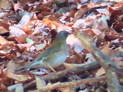 写真:落ち葉の上にいる、地味な羽色のシロハラというツグミの仲間の鳥