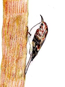 イラスト:幹と並行で走る、木の幹と似た色の鳥