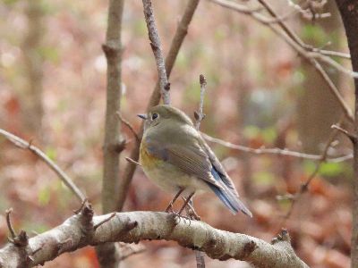 写真:木に止まる尾羽が青い、緑褐色の鳥。