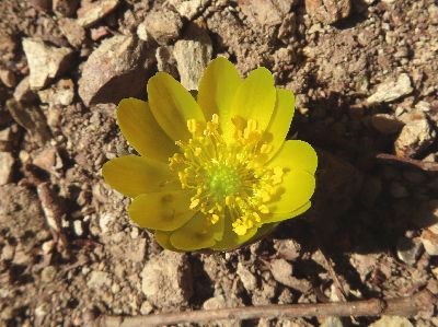 写真:黄色い花びらとたくさんの黄色い雄しべが綺麗な花