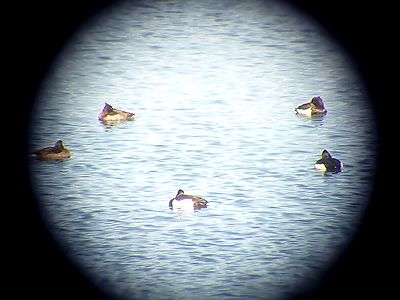 スコープの中の写真:白黒の模様のカモが5羽川面に浮かぶ姿