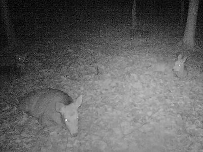 写真:落ち葉の上に座り込んだ鹿が3頭もいる夜のオオムラサキの森