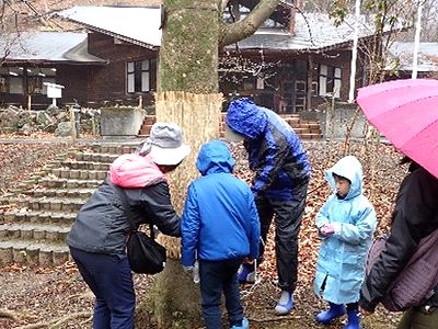 写真:木に巻きつけてあるコモを親子で外している様子