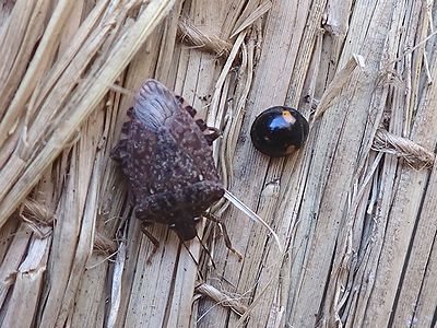 写真:コモの内側でじっとしている昆虫たち
