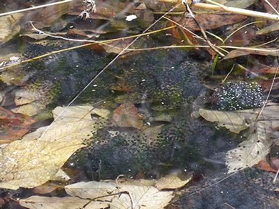 写真:落ち葉の沈む池の中にタピオカのような卵の集まりが沈んでいる