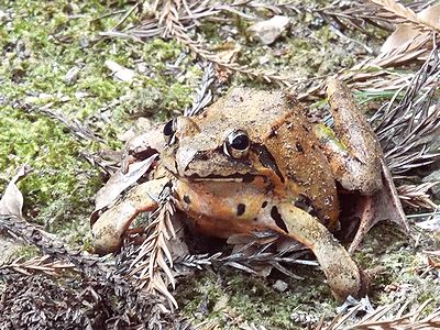 写真:名前の通り赤茶色のカエルが一匹