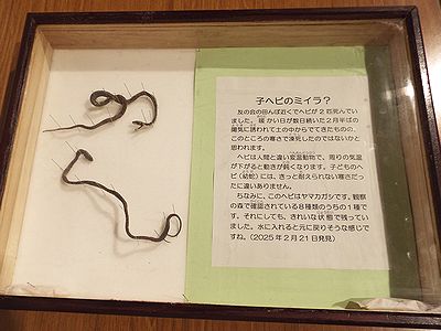 写真:標本箱に収められたヤマカガシ