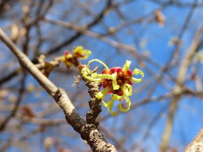 写真：青い空に映える、黄色い花の木
