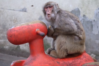 写真：頬袋いっぱいに餌を貯めこむニホンザル