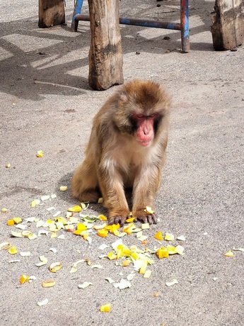 写真：落ち着いて座って食べるニホンザル