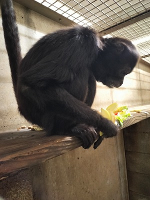 写真：手で持てる限り確保するクモザル
