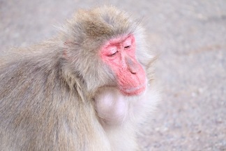 写真：頬袋いっぱいに餌を貯めこむニホンザル