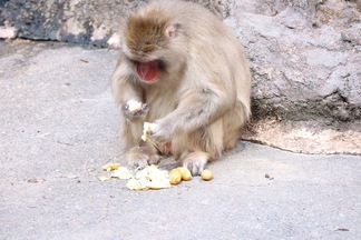 写真：少し離れて自分の周りに並べて食べるニホンザル