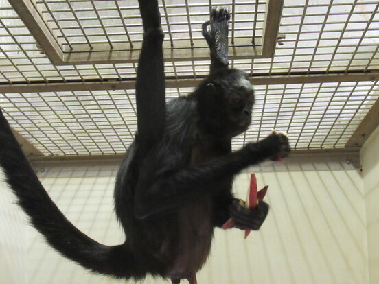 写真：四肢を使って捕まりながら餌を確保するクモザル