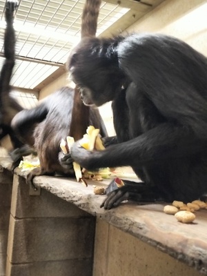 写真：四肢を使い餌を確保するクモザル