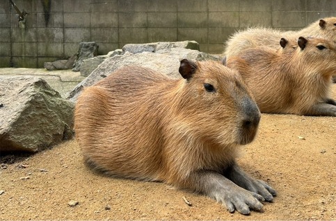 カピバラのきなこの写真