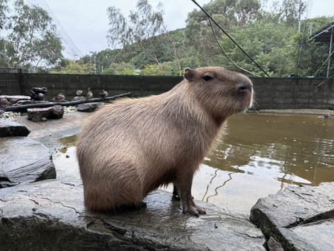 カピバラのプーアルの写真