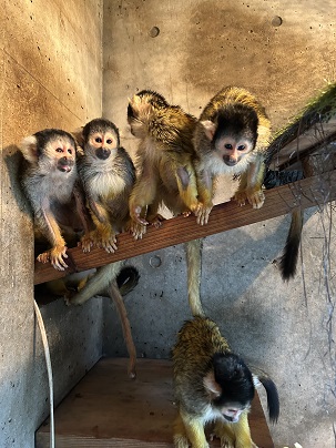 屋内にいるリスザルの写真