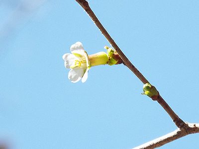 写真：漢字の丁の字をした小さなサクラ
