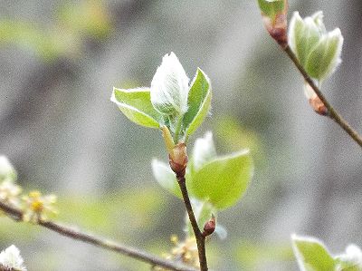 写真:ダンコウバイの毛に覆われた新芽は白く光って