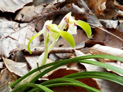 写真:落ち葉から透明感のある白い茎を伸ばしきみどり色の花びらをそっとひらいている