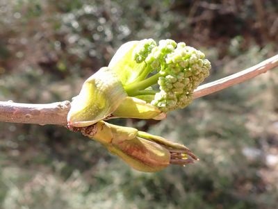 写真：膨らんできた冬芽