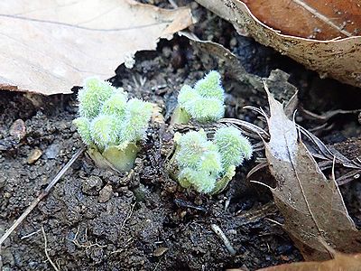 写真：カッコソウの新芽
